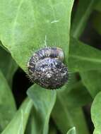 Plancia ëd Plectotropis elegantissima (L. Pfeiffer 1849)