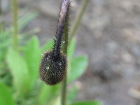 Image of Meconopsis punicea Maxim.