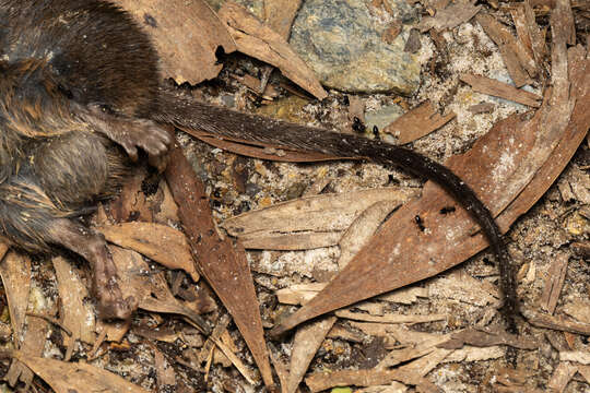 Image of Brown Antechinus