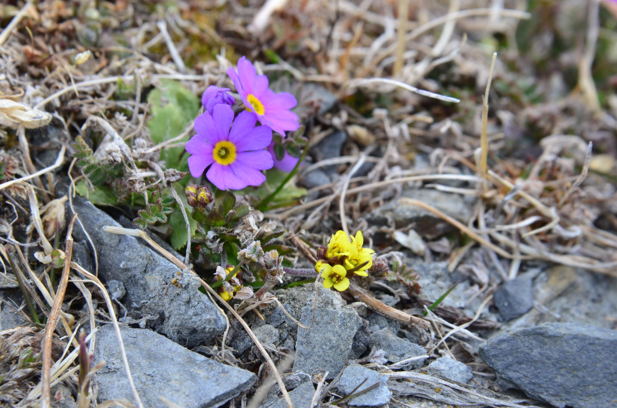 Primula borealis Duby resmi