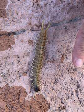 Image of Scolopendra aztecorum Verhoeff 1934