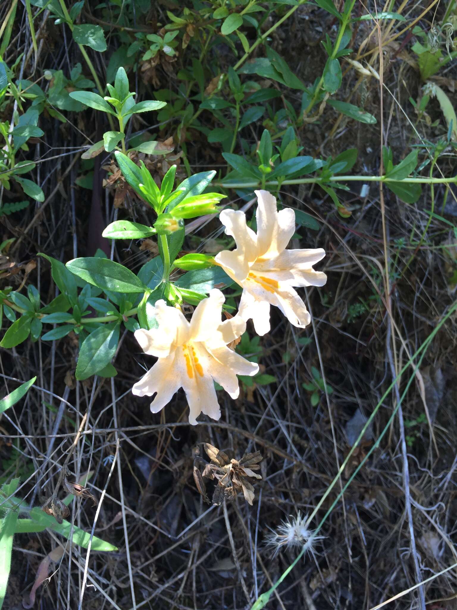 Plancia ëd Diplacus grandiflorus Groenland