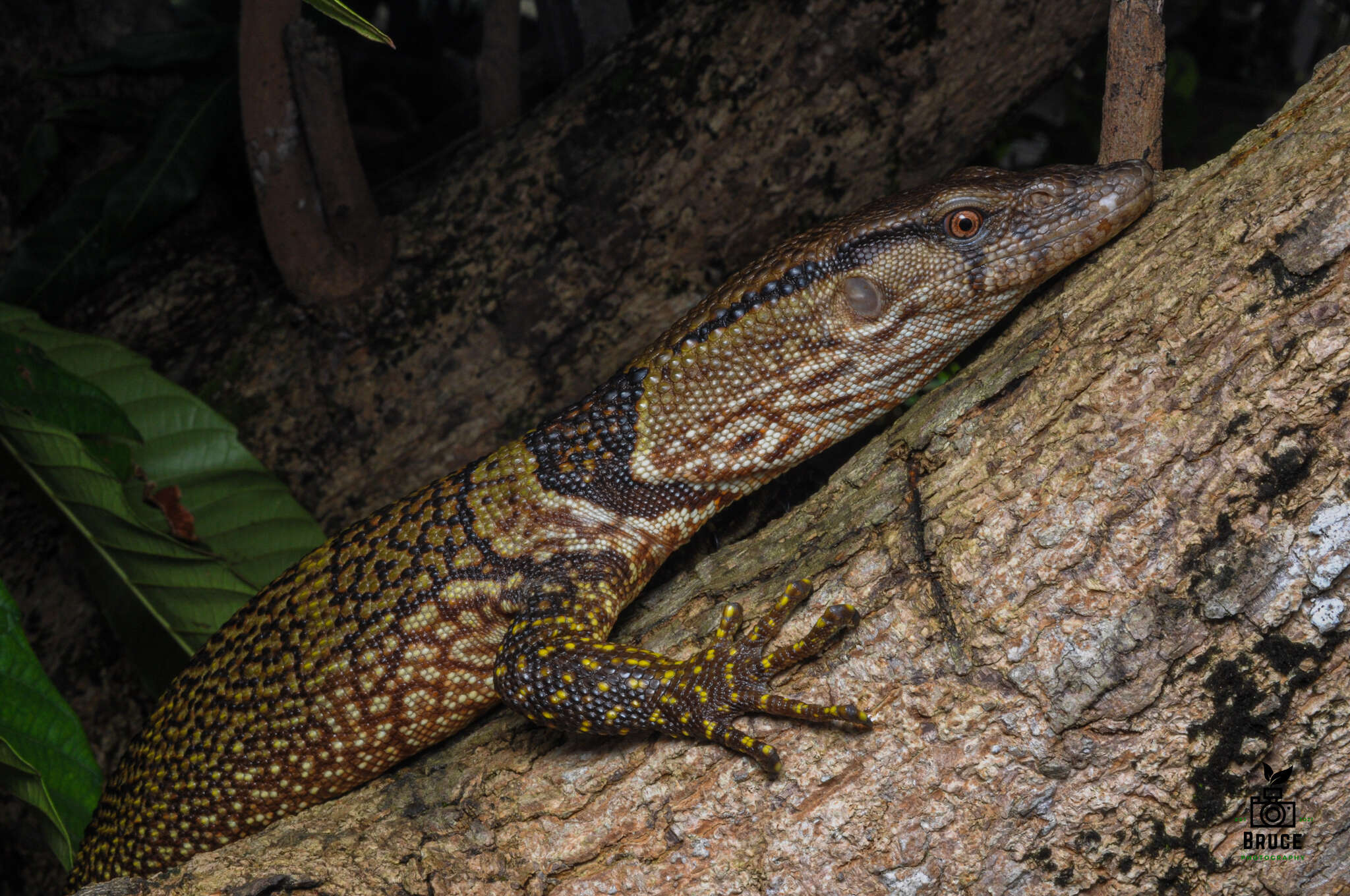 صورة Varanus dumerilii Schlegel 1839