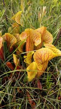 Image of pitcherplant