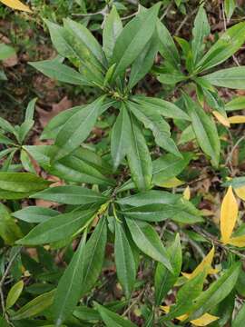 Gardenia stenophylla Merr. resmi