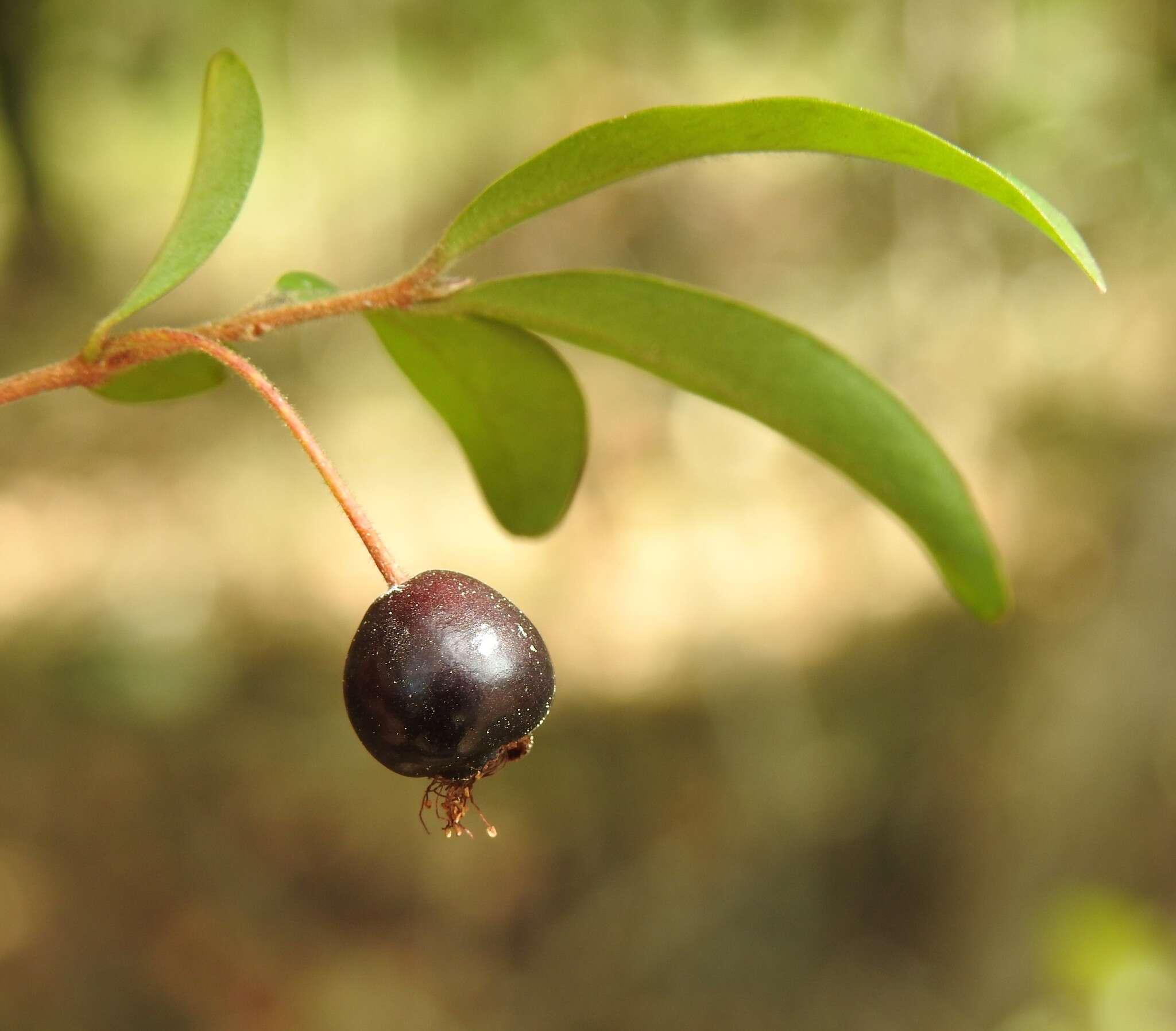 Image of Pilidiostigma rhytisperma (F. Müll.) Burret