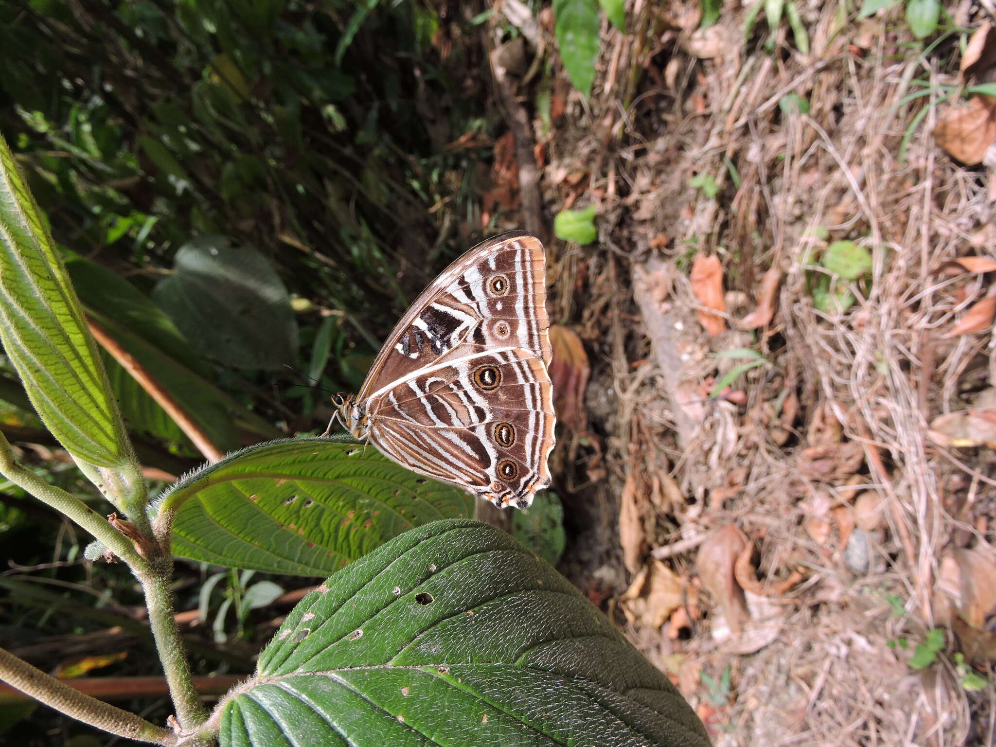 Morpho rhodopteron Godman & Salvin 1880的圖片