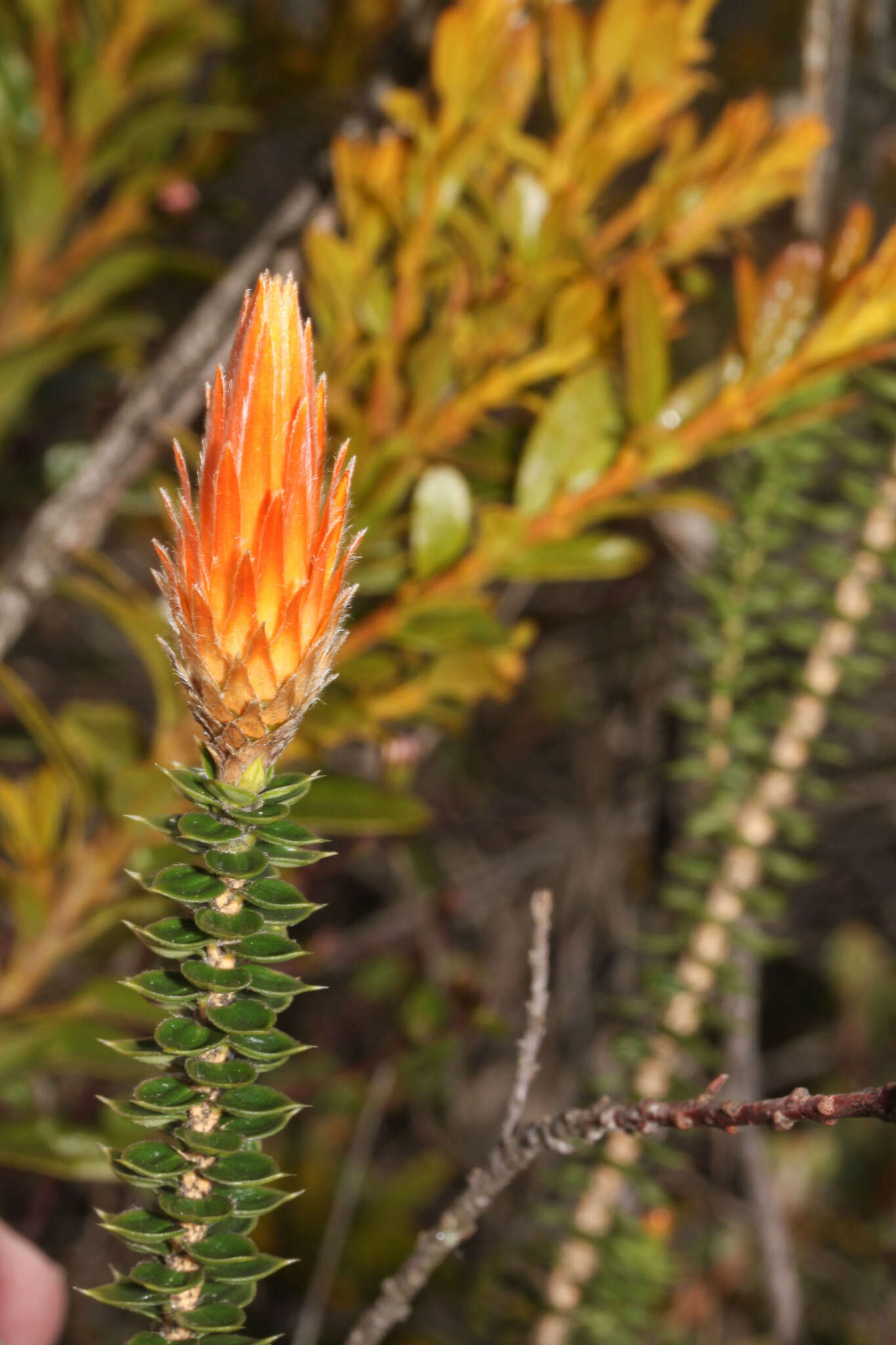 Image of flower of the Andes