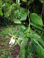 Image de Epidendrum nocturnum Jacq.