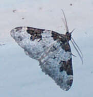 Image of garden carpet