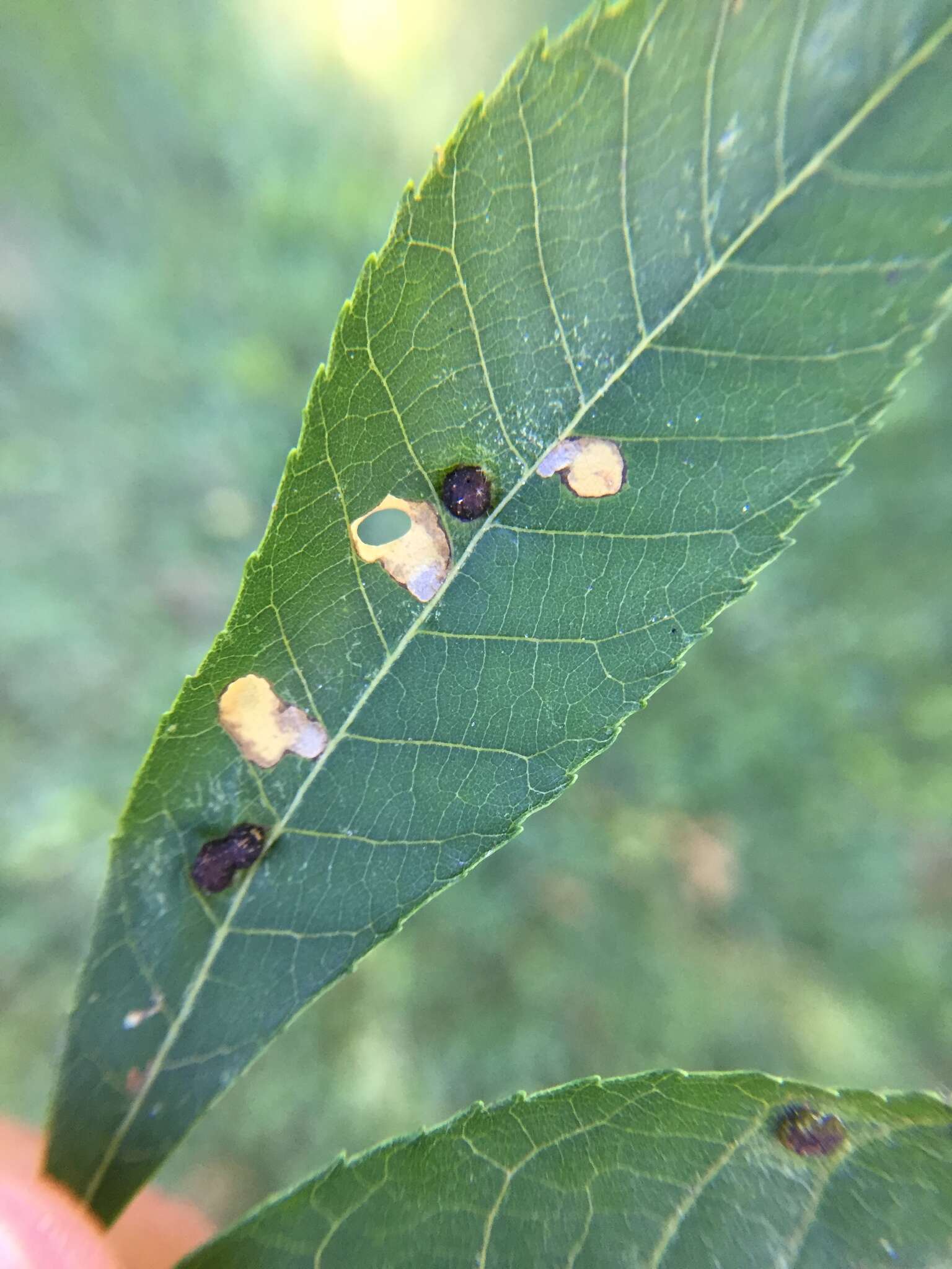 Plancia ëd Coptodisca