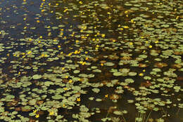 Image of Wavy Marshwort