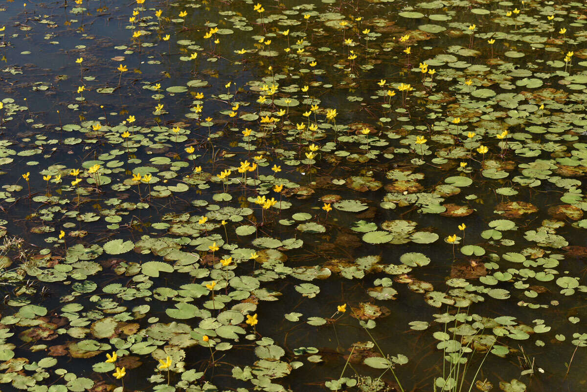 Image of Wavy Marshwort