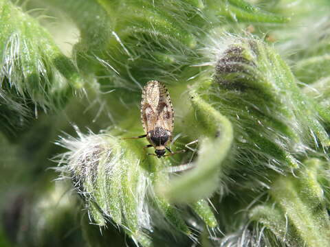 Image of Lace bug