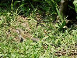 Image of Giant Whiptail