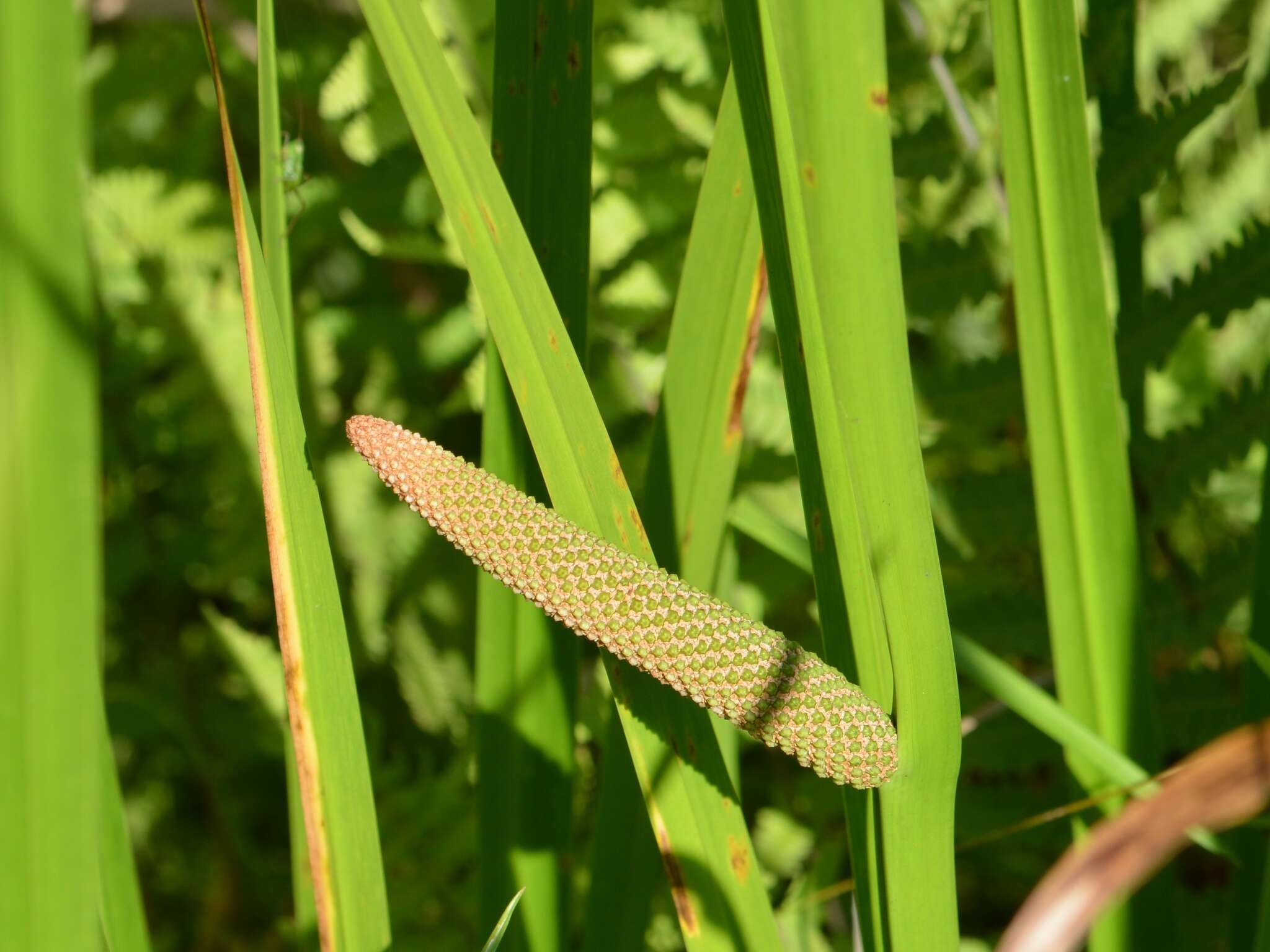 Imagem de Acoraceae