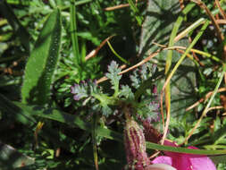 Imagem de Pedicularis kerneri Dalla Torre