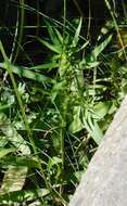 Image of Rumex rossicus Murb.