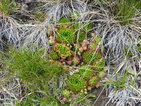 Imagem de Sempervivum globiferum subsp. arenarium (W. D. J. Koch) H.