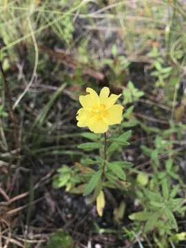 Image of pine barren frostweed