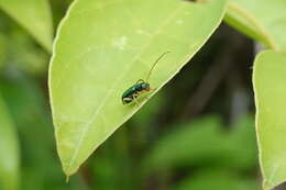 Image of Pseudotheopea smaragdina