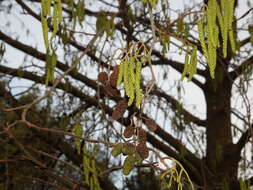 Image of Alnus lusitanica Vít, Douda & Mandák