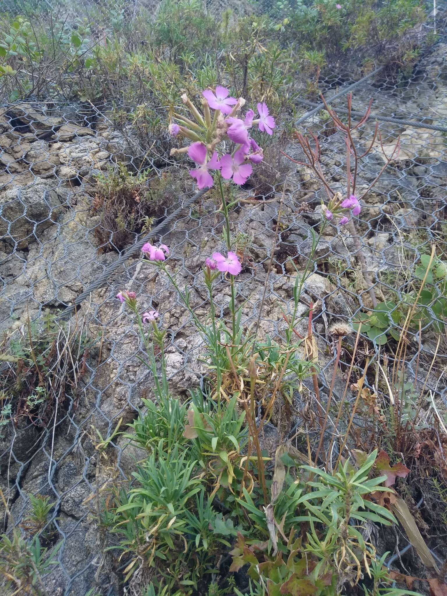 Image of Dianthus rupicola Biv.