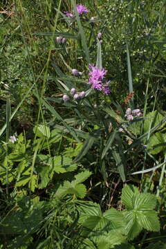 Image of Saussurea salicifolia (L.) DC.