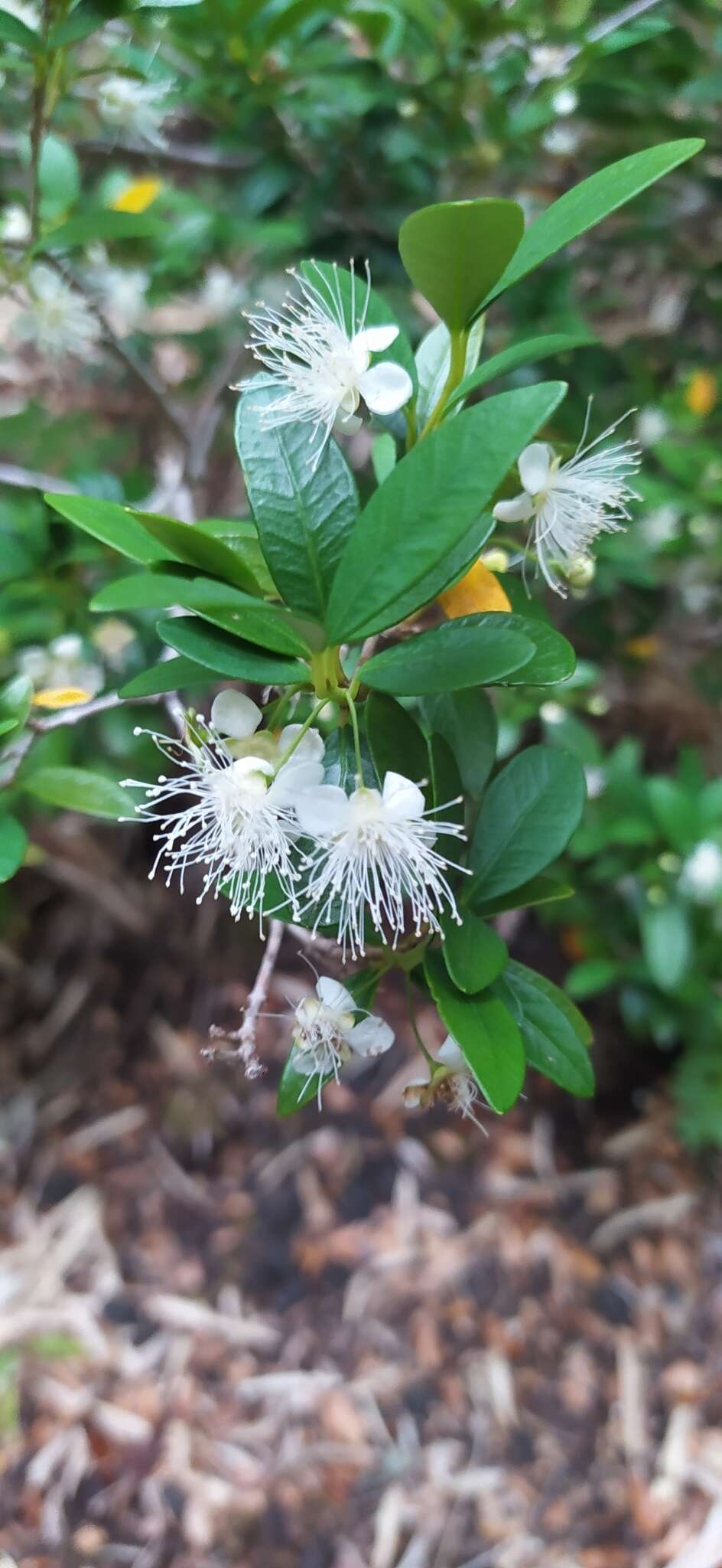 Imagem de Myrceugenia chrysocarpa (Berg) Kausel