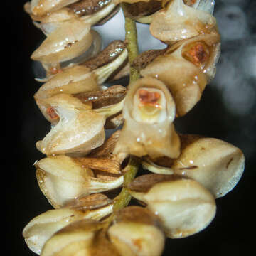 Image of Common rattlesnake orchid