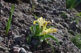 Iris orchioides Carrière的圖片