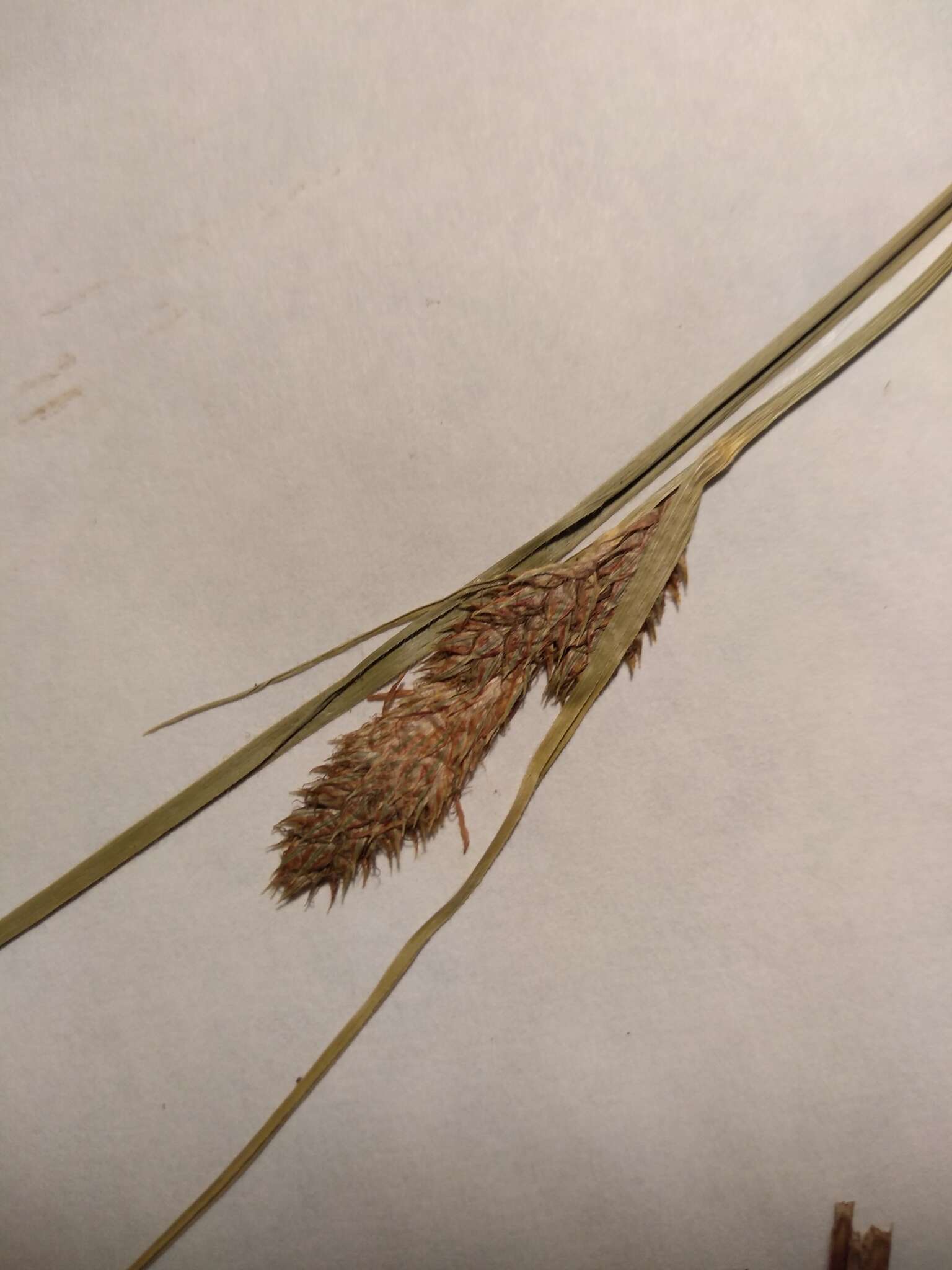 Imagem de Carex bushii Mack.