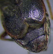 صورة Stygnocoris rusticus (Fallen & C. F. 1807)