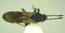 Image of European Chinchbug