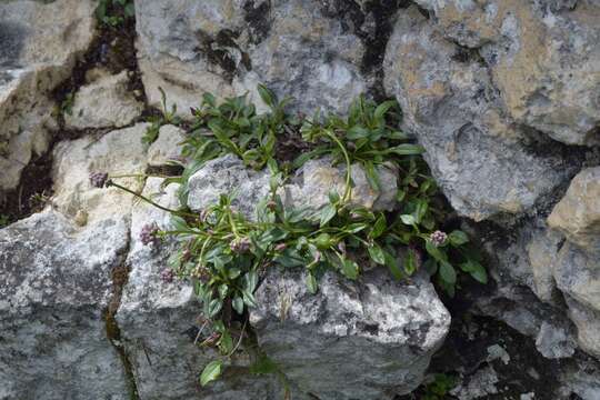 Image of Valeriana saxicola C. A. Mey.