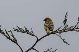 Image of Yellow-crowned Canary