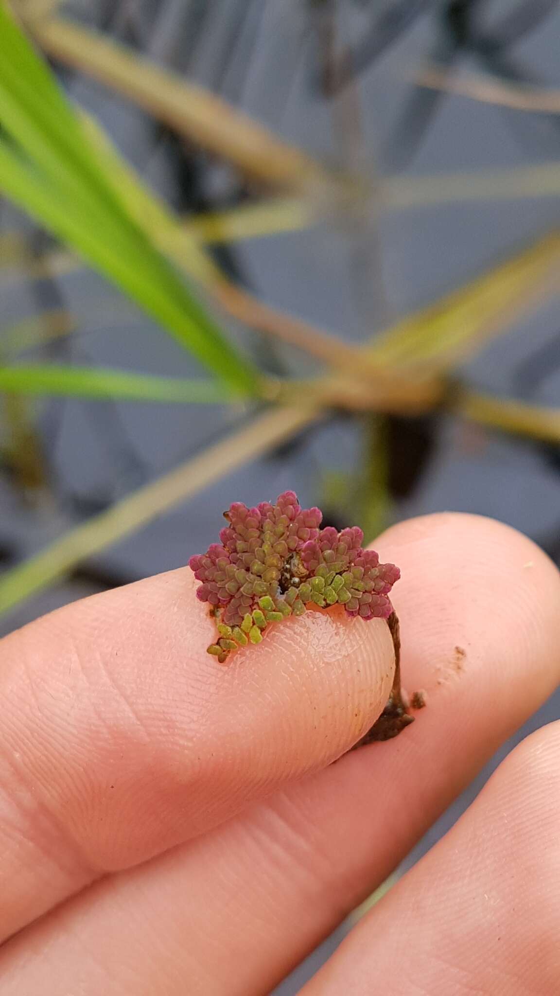 Image of Azolla filiculoides subsp. cristata (Kaulf.) Fraser-Jenk.