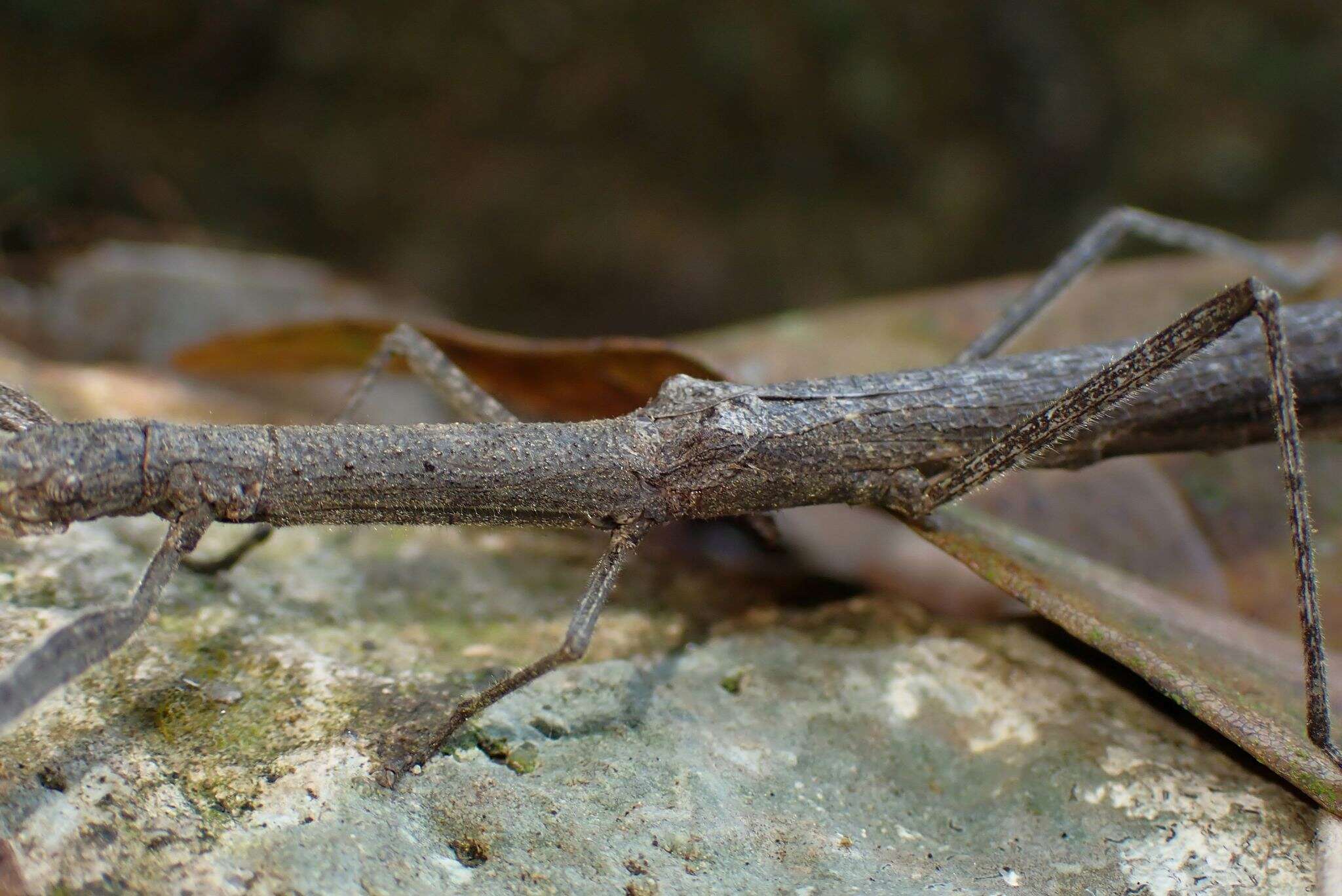 Image of Planososibia truncata (Chen, S. C. & Z. Y. Chen 2000)