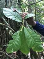 Image of Ficus popenoei Standl.