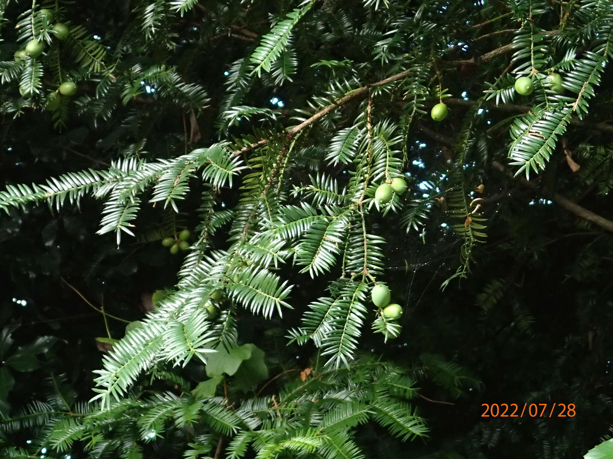 Image of Japanese Nutmeg Tree
