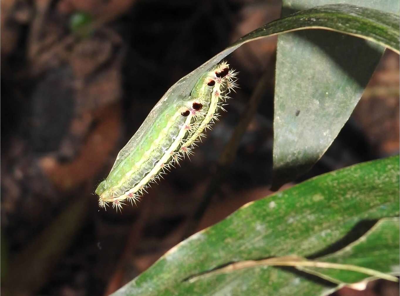 Thespea virescens (Matsumura 1911) resmi