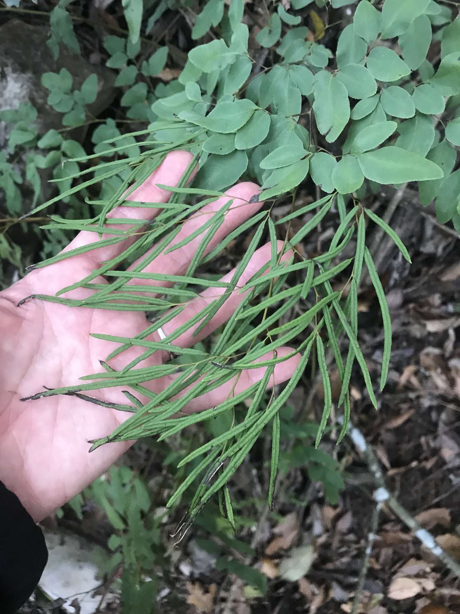 Image of Llavea cordifolia Lag.