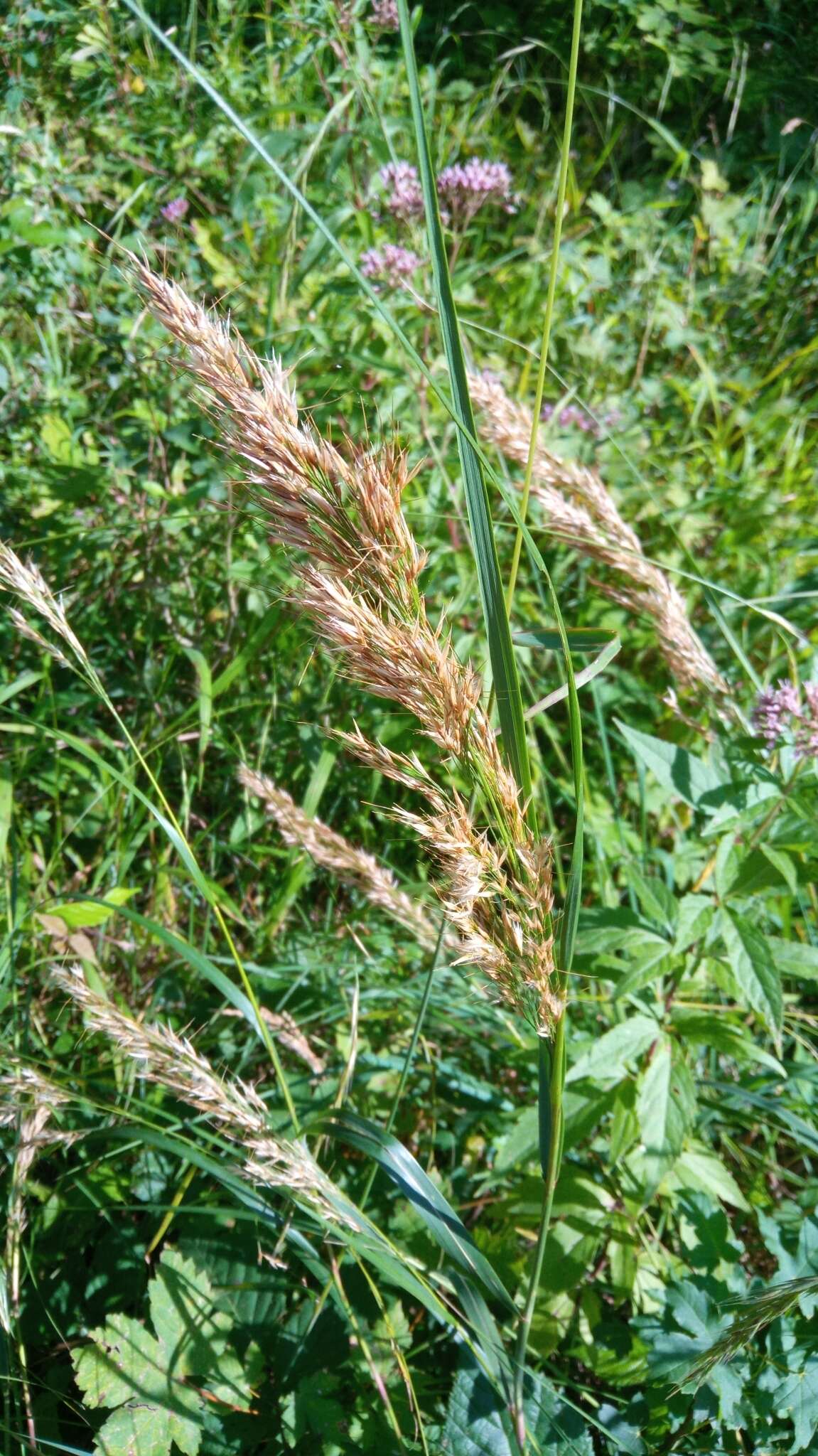 Plancia ëd Achnatherum calamagrostis (L.) P. Beauv.