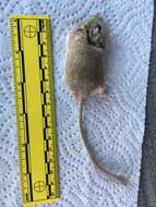 Image of Desert Pocket Mouse