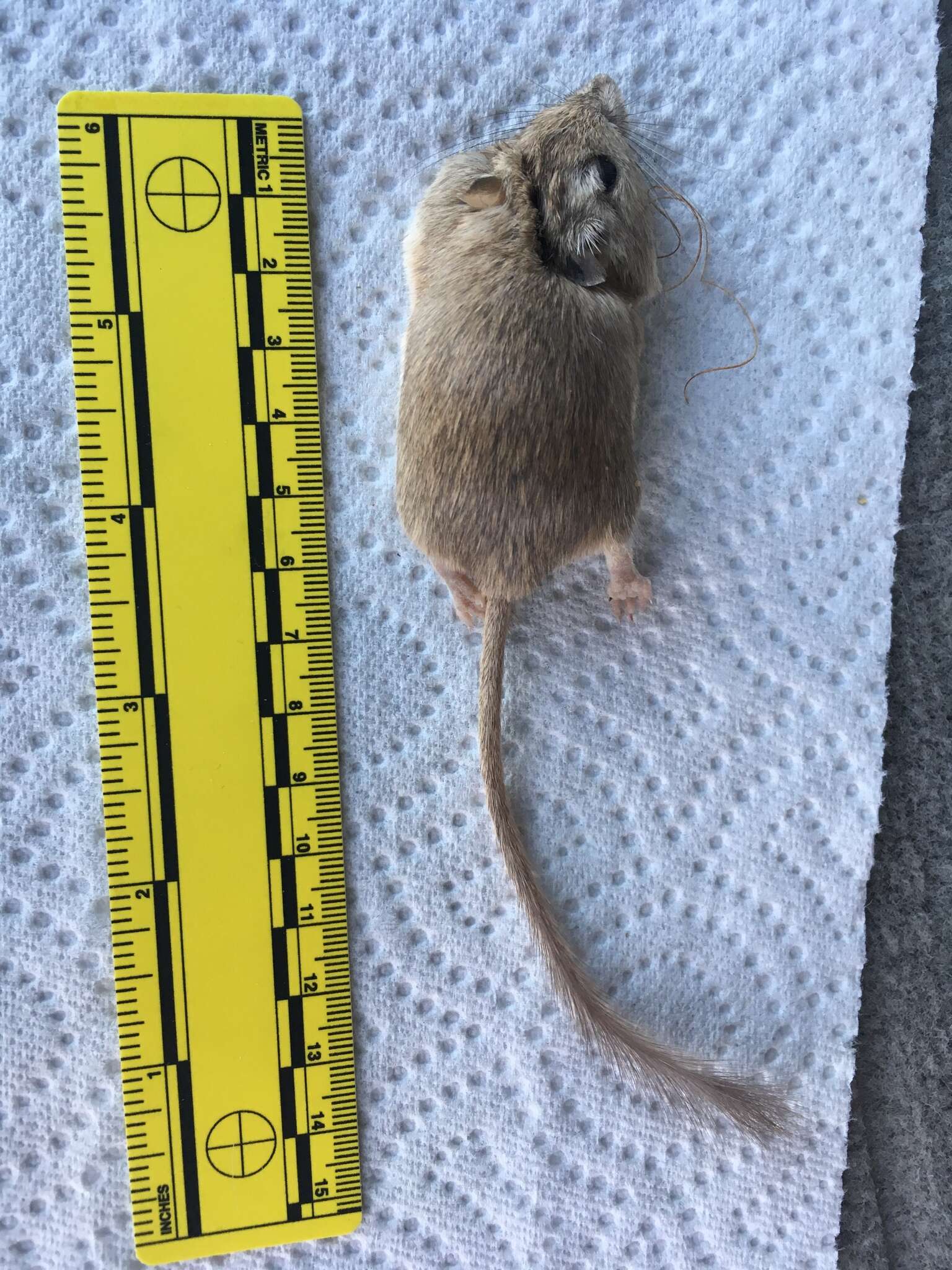 Image of Desert Pocket Mouse