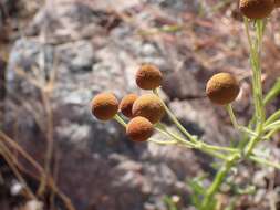 Image of Thurber's Sneezeweed