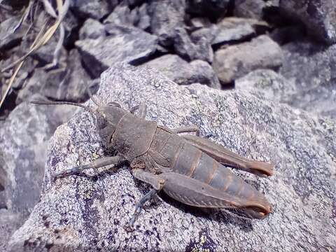 Brachaspis nivalis (Hutton 1898)的圖片