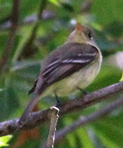 Image of Pacific-slope Flycatcher