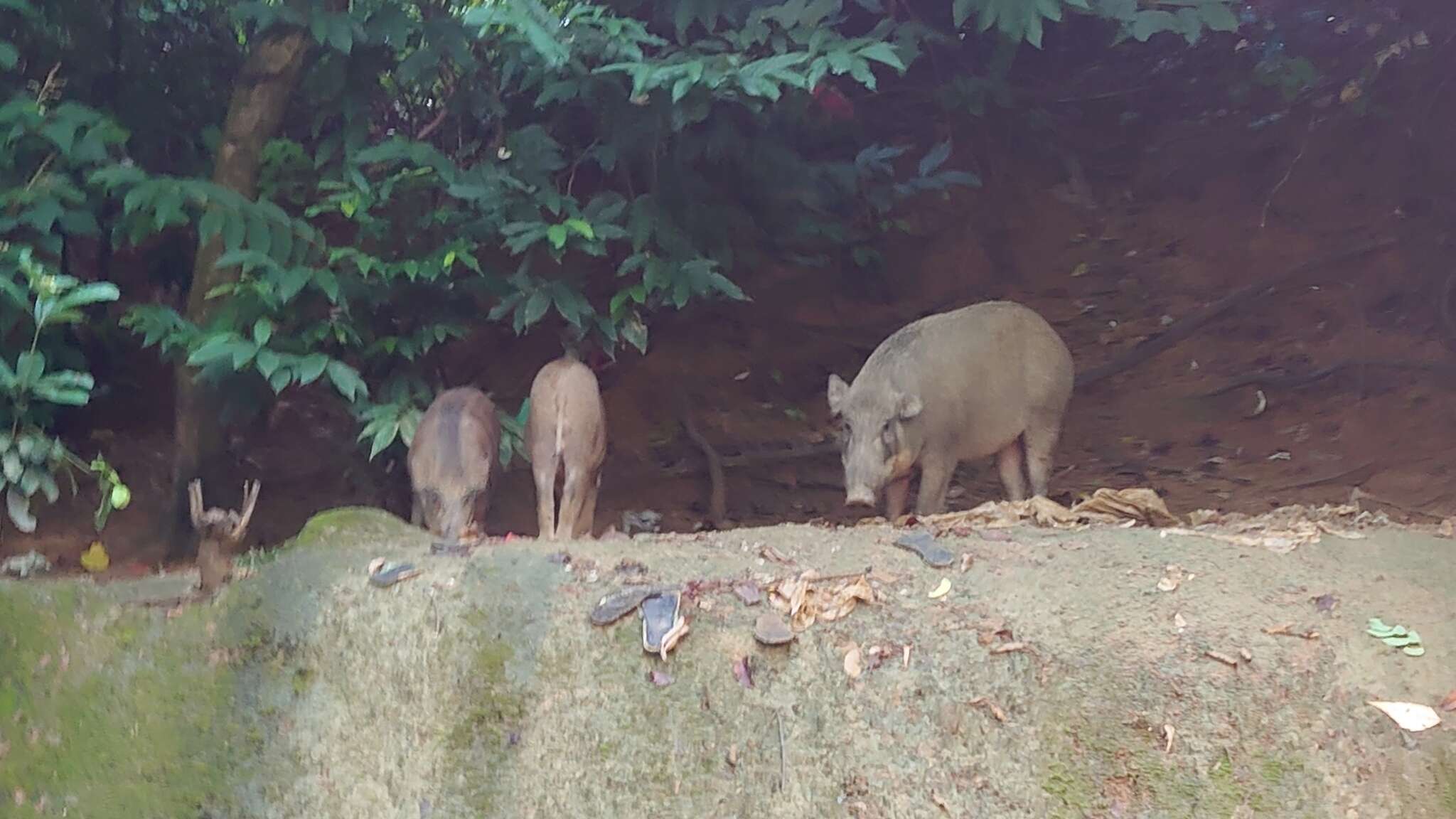 Imagem de Sus scrofa moupinensis Milne-Edwards 1871