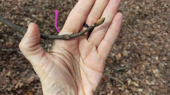 Image of mockernut hickory